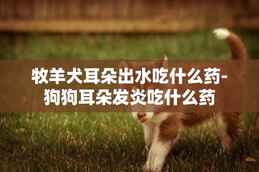 牧羊犬耳朵出水吃什么藥-狗狗耳朵發炎吃什么藥