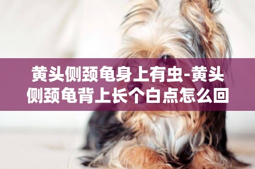 黃頭側頸龜身上有蟲-黃頭側頸龜背上長個白點怎么回事