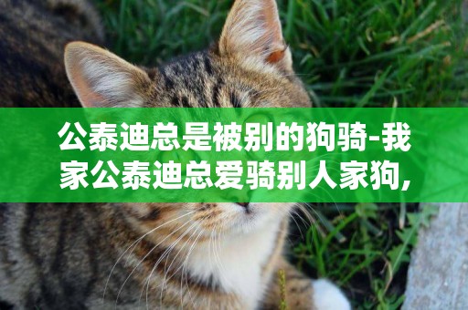 公泰迪總是被別的狗騎-我家公泰迪總愛騎別人家狗,還總拱出來,正常嗎?