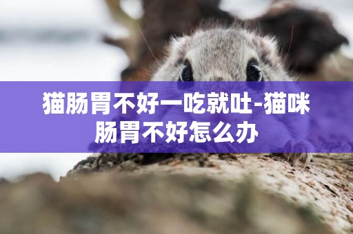 貓腸胃不好一吃就吐-貓咪腸胃不好怎么辦