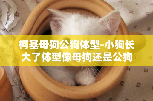 柯基母狗公狗體型-小狗長大了體型像母狗還是公狗