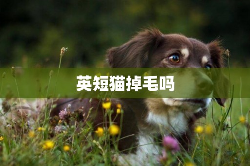 英短貓掉毛嗎