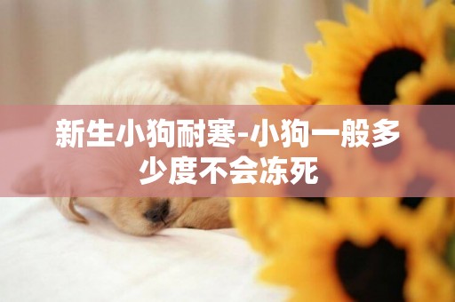 新生小狗耐寒-小狗一般多少度不會凍死