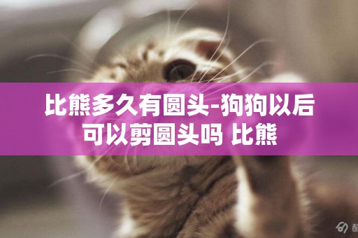 比熊多久有圓頭-狗狗以后可以剪圓頭嗎 比熊