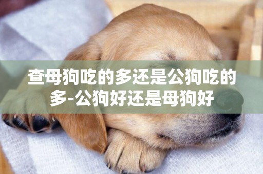 查母狗吃的多還是公狗吃的多-公狗好還是母狗好