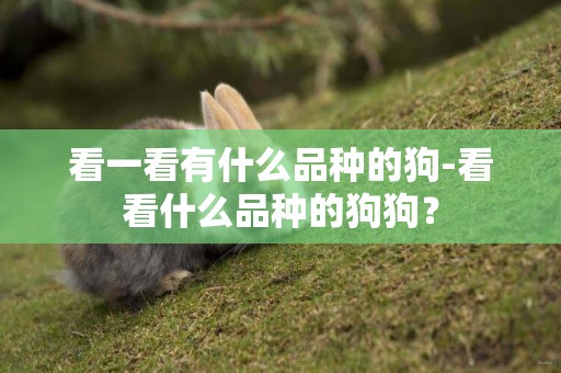 看一看有什么品種的狗-看看什么品種的狗狗？