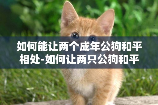 如何能讓兩個成年公狗和平相處-如何讓兩只公狗和平相處