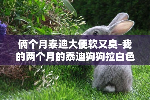 倆個月泰迪大便軟又臭-我的兩個月的泰迪狗狗拉白色的軟便，便便有臭味，是怎么回事？怎么辦哪