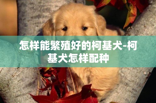 怎樣能繁殖好的柯基犬-柯基犬怎樣配種