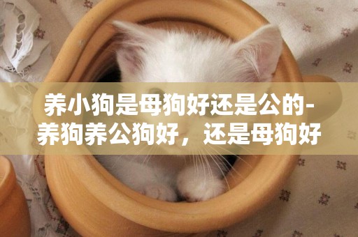 養小狗是母狗好還是公的-養狗養公狗好，還是母狗好？
