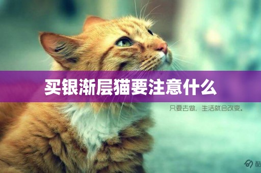 買銀漸層貓要注意什么