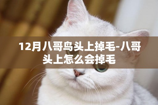 12月八哥鳥頭上掉毛-八哥頭上怎么會掉毛