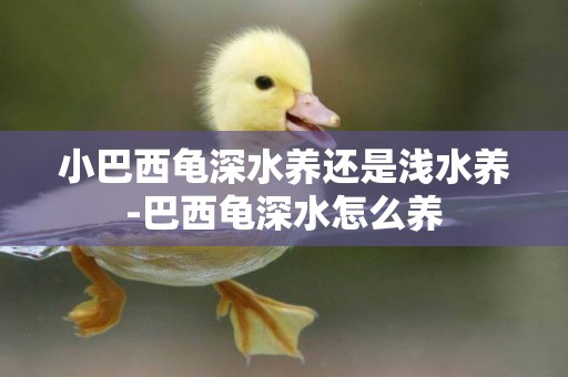 小巴西龜深水養還是淺水養-巴西龜深水怎么養