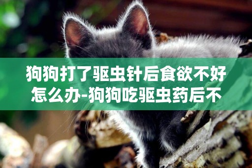 狗狗打了驅蟲針后食欲不好怎么辦-狗狗吃驅蟲藥后不愛吃飯了怎么辦