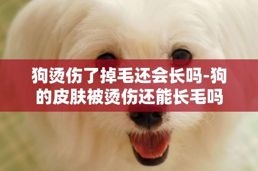 狗燙傷了掉毛還會長嗎-狗的皮膚被燙傷還能長毛嗎