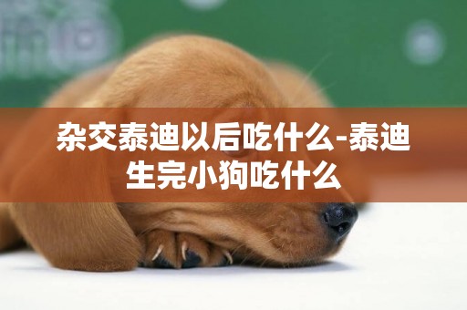 雜交泰迪以后吃什么-泰迪生完小狗吃什么