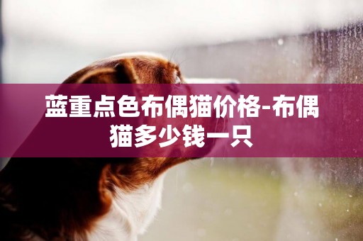 藍重點色布偶貓價格-布偶貓多少錢一只