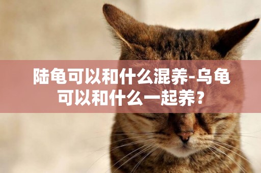陸龜可以和什么混養-烏龜可以和什么一起養？