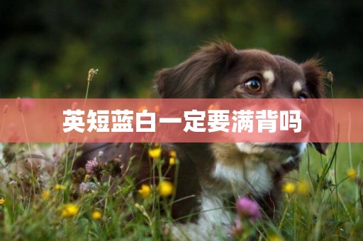 英短藍白一定要滿背嗎
