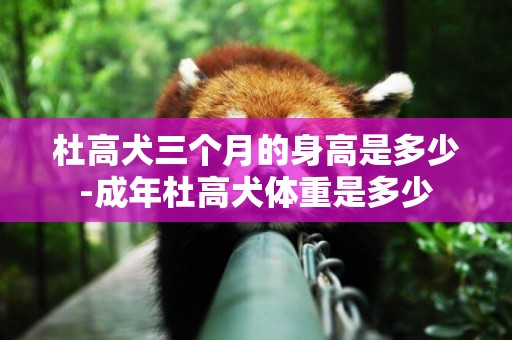 杜高犬三個月的身高是多少-成年杜高犬體重是多少
