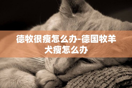 德牧很瘦怎么辦-德國牧羊犬瘦怎么辦