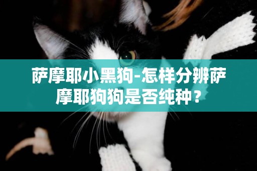 薩摩耶小黑狗-怎樣分辨薩摩耶狗狗是否純種？