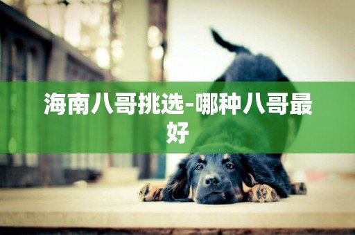 海南八哥挑選-哪種八哥最好