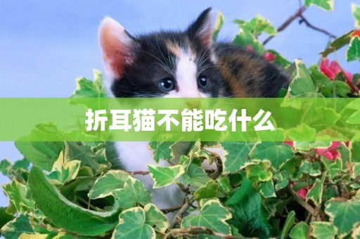折耳貓不能吃什么