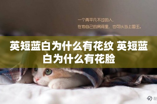 英短藍白為什么有花紋 英短藍白為什么有花臉
