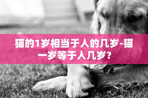 貓的1歲相當于人的幾歲-貓一歲等于人幾歲？