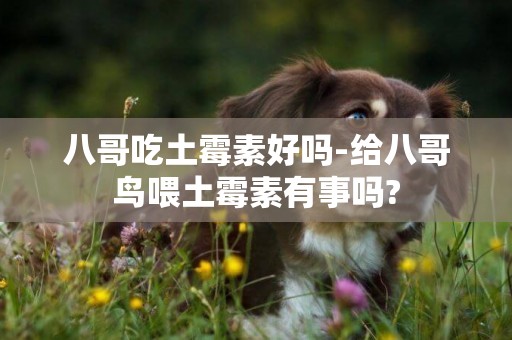 八哥吃土霉素好嗎-給八哥鳥喂土霉素有事嗎?