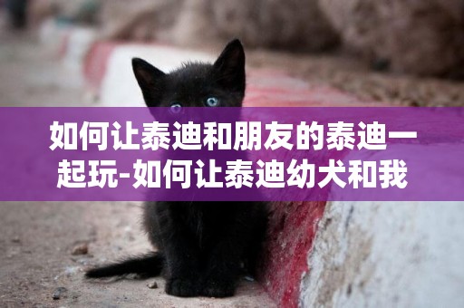 如何讓泰迪和朋友的泰迪一起玩-如何讓泰迪幼犬和我更親近