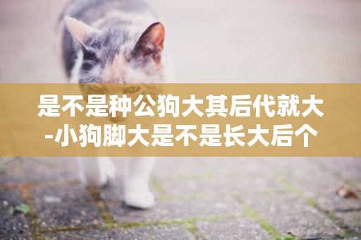 是不是種公狗大其后代就大-小狗腳大是不是長大后個頭就大?