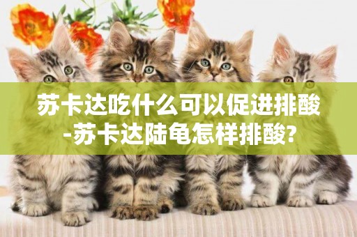 蘇卡達吃什么可以促進排酸-蘇卡達陸龜怎樣排酸?