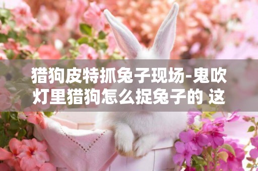 獵狗皮特抓兔子現場-鬼吹燈里獵狗怎么捉兔子的 這世上真的有鬼