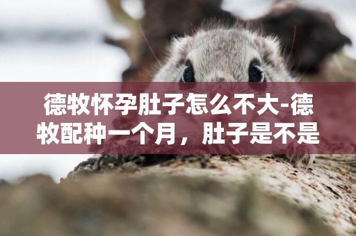 德牧懷孕肚子怎么不大-德牧配種一個月，肚子是不是肯定會變大呀？