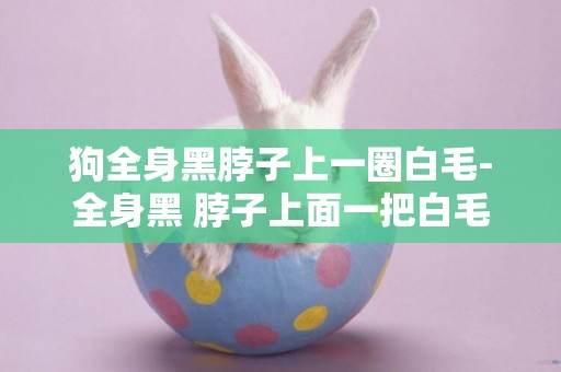 狗全身黑脖子上一圈白毛-全身黑 脖子上面一把白毛是什么狗