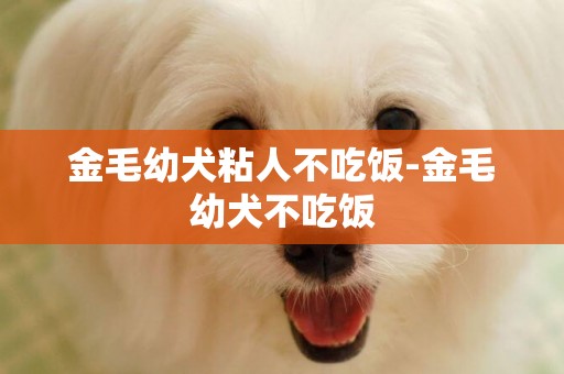 金毛幼犬粘人不吃飯-金毛幼犬不吃飯