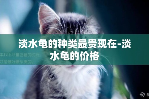 淡水龜的種類最貴現在-淡水龜的價格