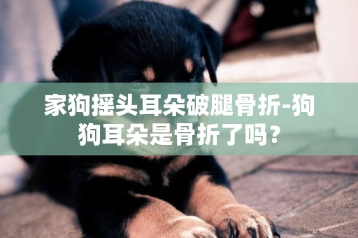 家狗搖頭耳朵破腿骨折-狗狗耳朵是骨折了嗎？