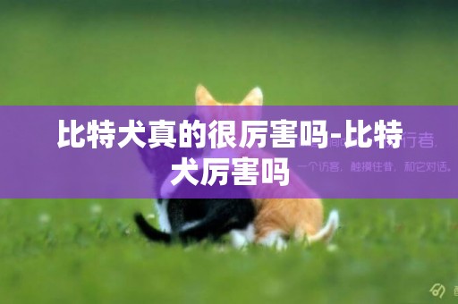 比特犬真的很厲害嗎-比特犬厲害嗎