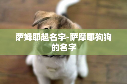 薩姆耶起名字-薩摩耶狗狗的名字