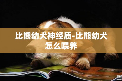 比熊幼犬神經質-比熊幼犬怎么喂養