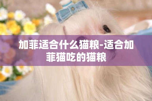 加菲適合什么貓糧-適合加菲貓吃的貓糧