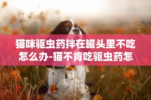 貓咪驅蟲藥拌在罐頭里不吃怎么辦-貓不肯吃驅蟲藥怎么辦？