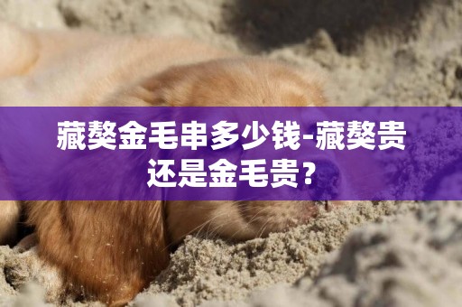 藏獒金毛串多少錢-藏獒貴還是金毛貴？