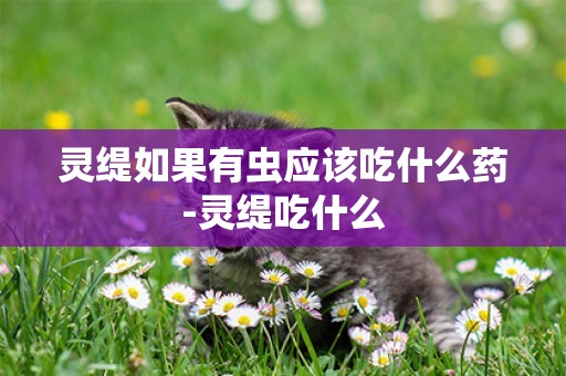 靈緹如果有蟲應該吃什么藥-靈緹吃什么