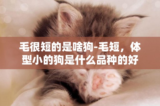 毛很短的是啥狗-毛短，體型小的狗是什么品種的好