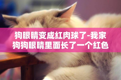 狗眼睛變成紅肉球了-我家狗狗眼睛里面長了一個紅色的肉球