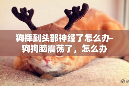 狗摔到頭部神經了怎么辦-狗狗腦震蕩了，怎么辦